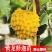 释迦果苗特大新品种黄龙释迦果嫁接苗当年开花结果凤梨释迦苗