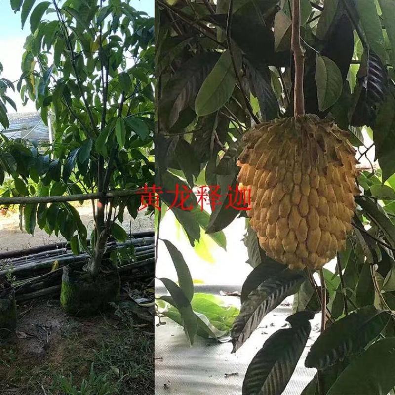 释迦果苗特大新品种黄龙释迦果嫁接苗当年开花结果凤梨释迦苗