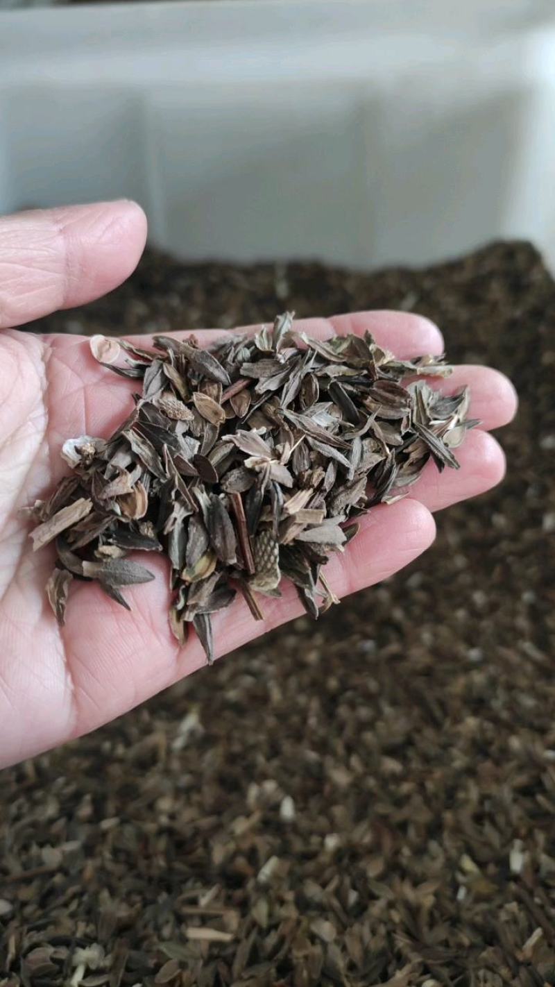 百日草种子野花组合混色重瓣百日菊花籽四季开花易活庭院