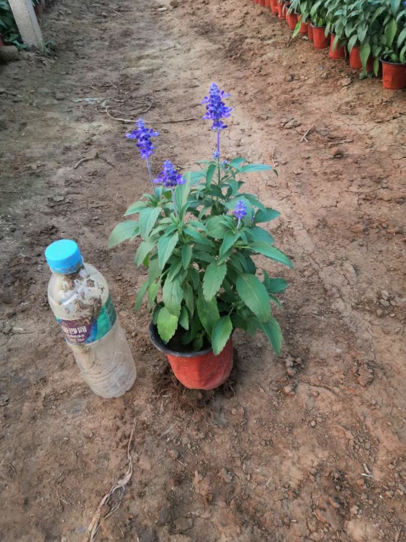 天蓝鼠尾草优质鼠尾草大量有货产地直支持实地看货