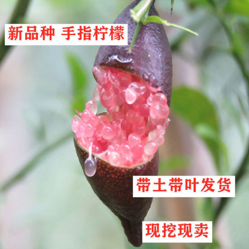 手指柠檬苗盆栽澳洲指橙树苗迷你柠檬水果中的鱼子酱水果苗