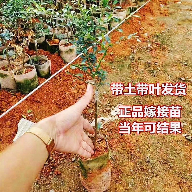 手指柠檬苗盆栽澳洲指橙树苗迷你柠檬水果中的鱼子酱水果苗