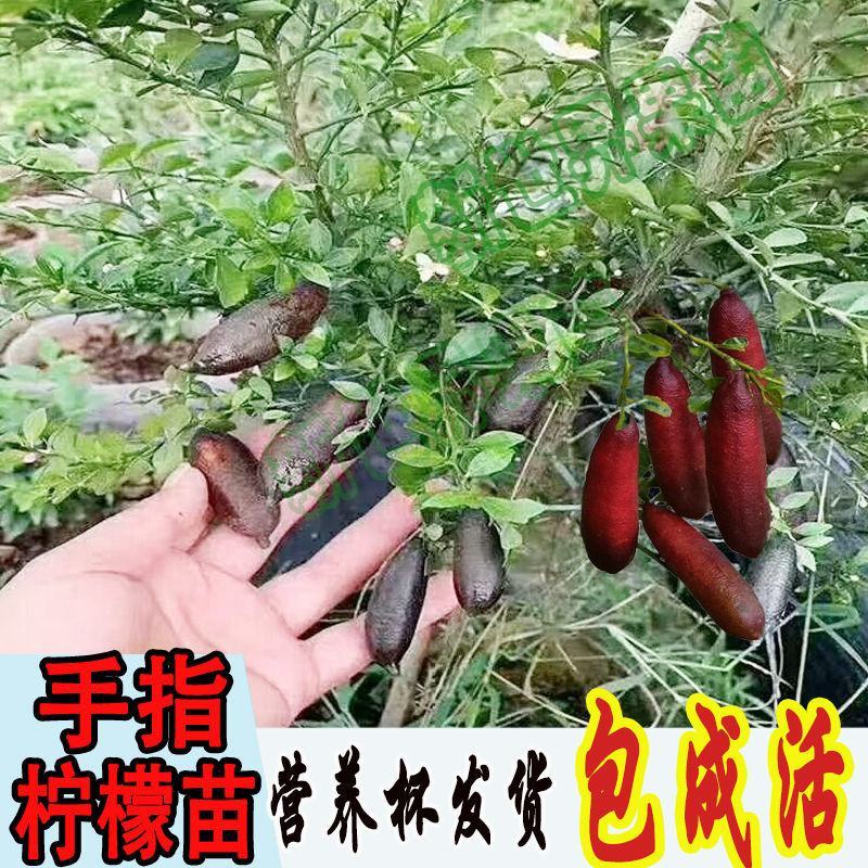 手指柠檬苗盆栽澳洲指橙树苗迷你柠檬水果中的鱼子酱水果苗