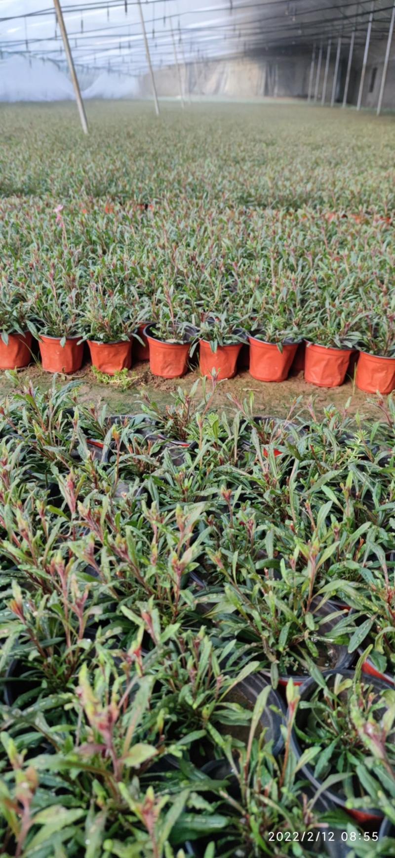 大量出售山桃草，也叫千鸟花，原产地直供