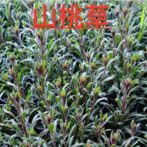大量出售山桃草，也叫千鸟花，原产地直供