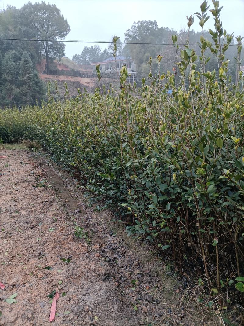 【裸根苗】油茶苗，三年生湘林系列裸根靓苗，产地直发