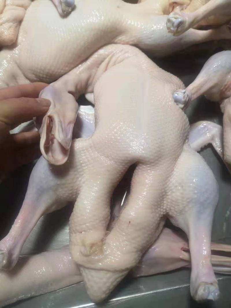 樱桃谷瘦肉型白条鸭
