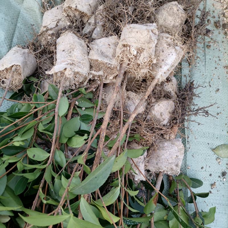 油茶苗，两年生小杯苗，产地直发，现挖现卖