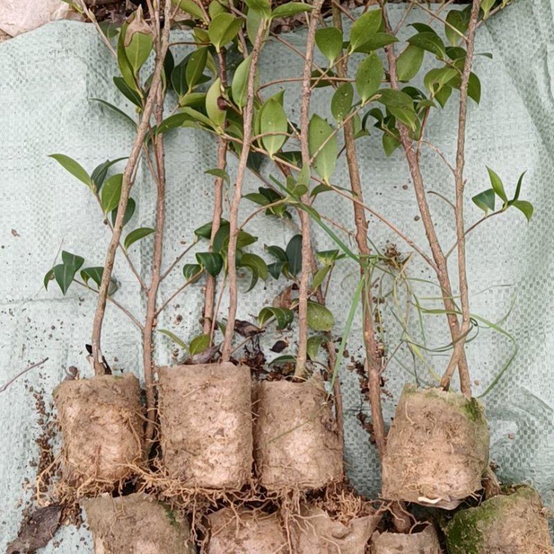 油茶苗，两年生小杯苗，产地直发，现挖现卖