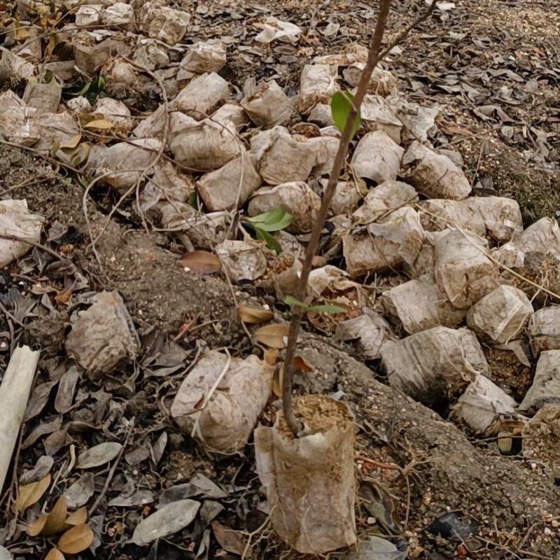 油茶苗，两年生小杯苗，产地直发，现挖现卖