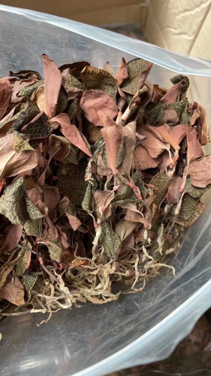 红霞金线莲产地直销，价格优势，货美价值，大量现货供应