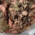 红霞金线莲产地直销，价格优势，货美价值，大量现货供应