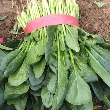冷棚大叶菠菜