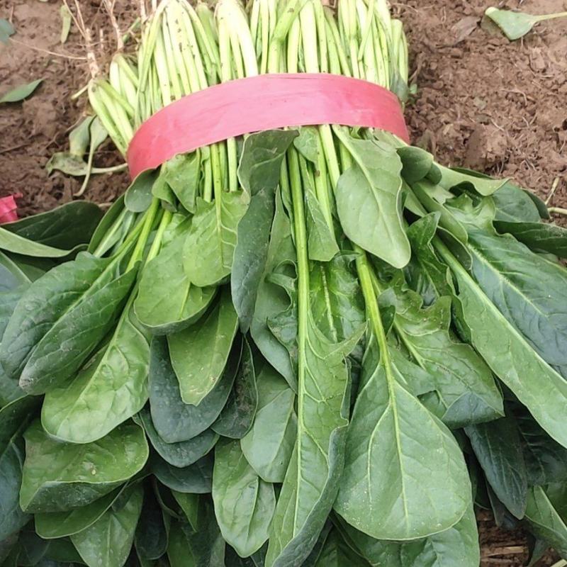 冷棚大叶菠菜