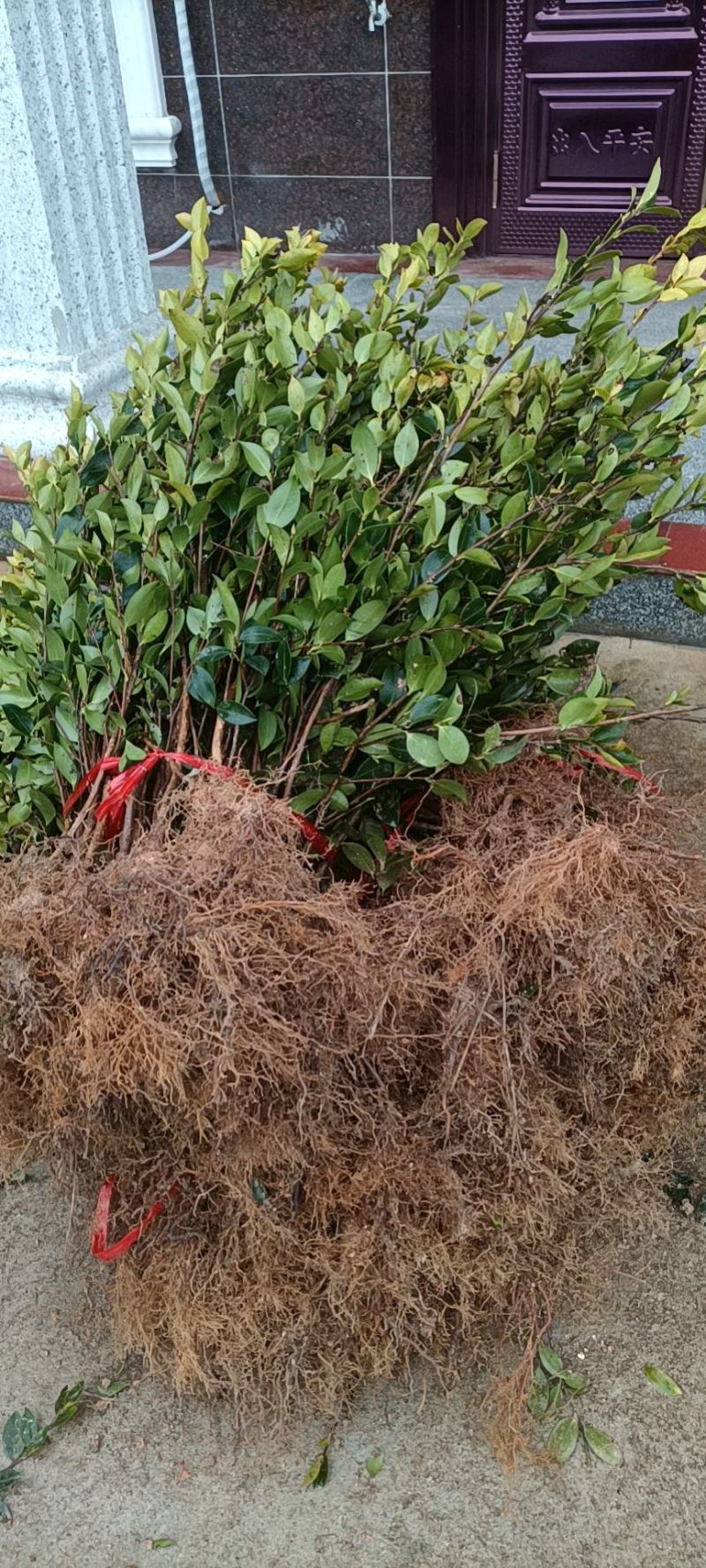 油茶苗，湘林210二年生裸根苗，现挖现卖。