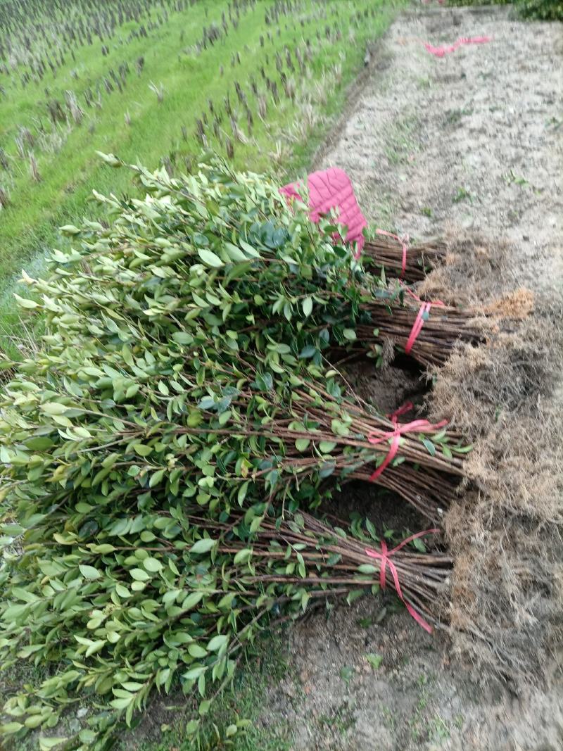 油茶苗，湘林210二年生裸根苗，现挖现卖。