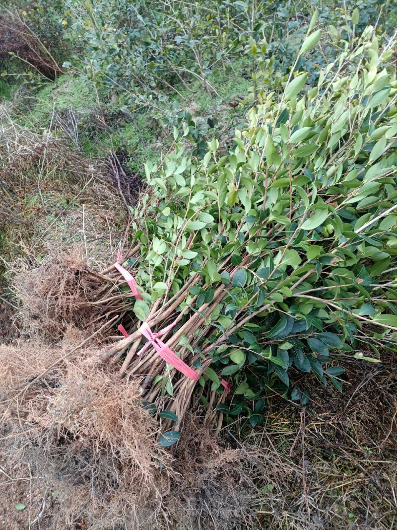 油茶苗，湘林210二年生裸根苗，现挖现卖。