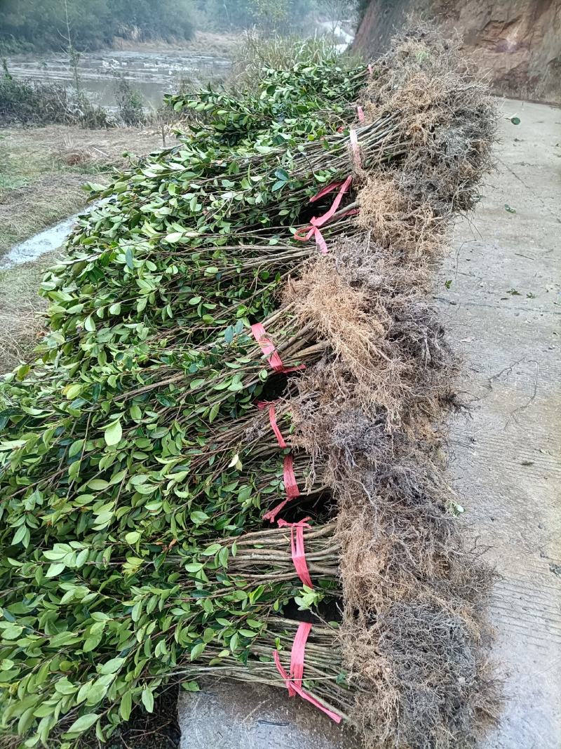 油茶苗，湘林210二年生裸根苗，现挖现卖。