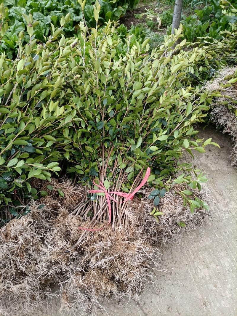 油茶苗，湘林210二年生裸根苗，现挖现卖。