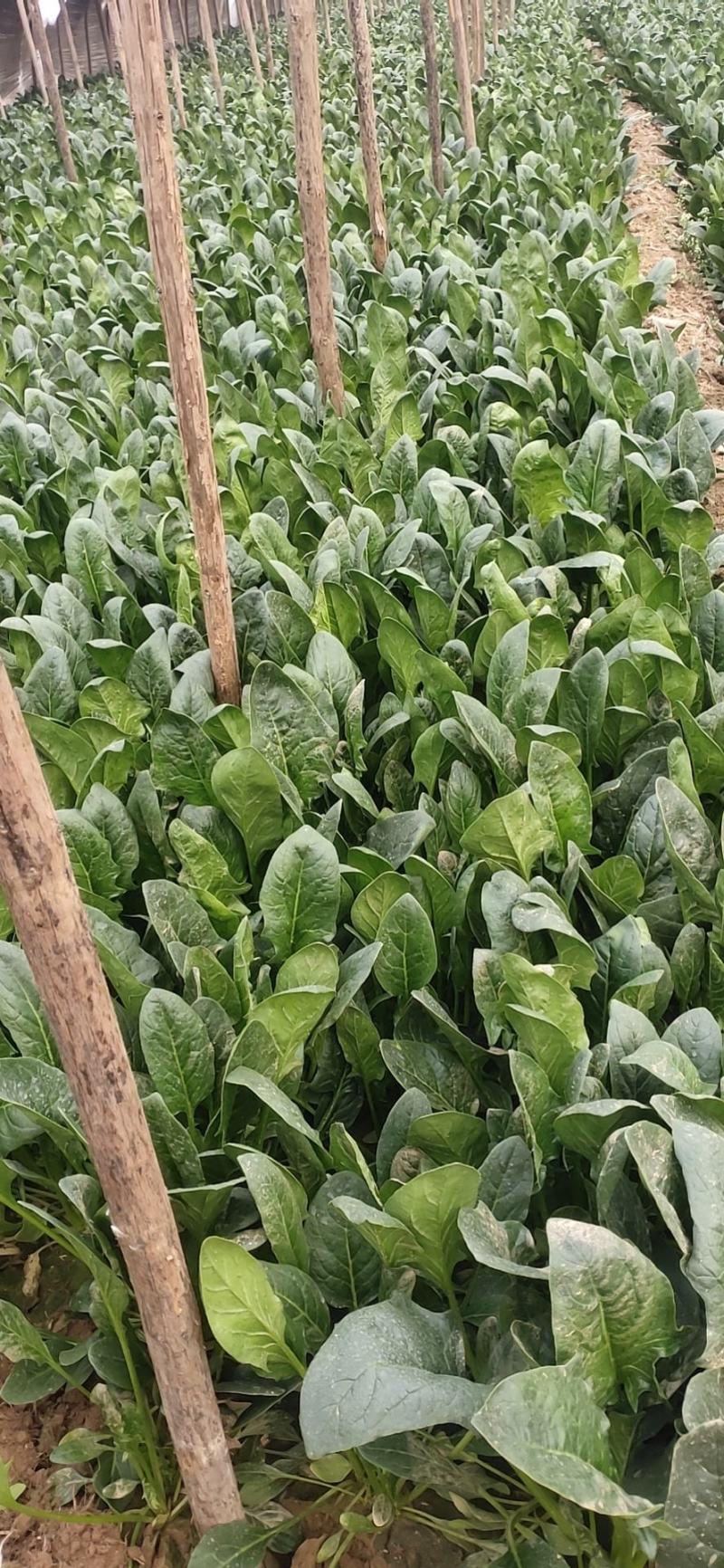 冷棚大叶菠菜