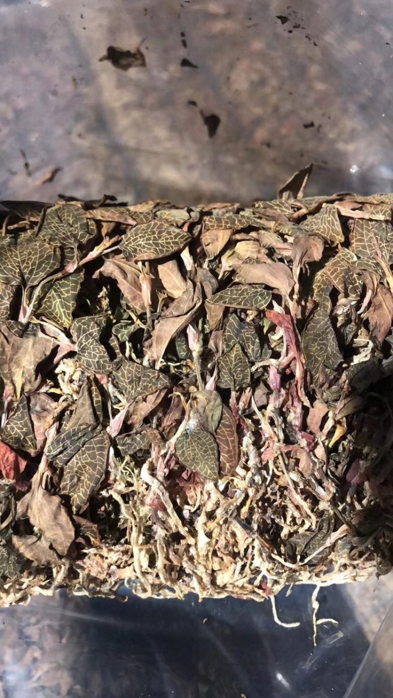 红霞金线莲产地直销，价格优势，货美价值，大量现货供应