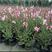 大量出售山桃草，也叫千鸟花，原产地直供