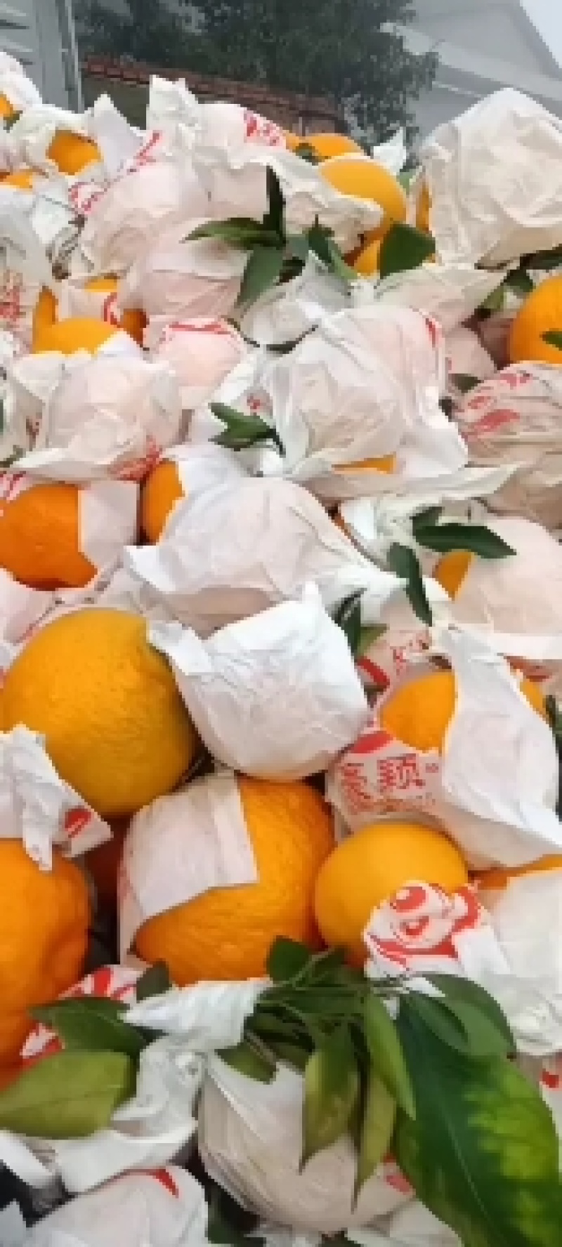 四川蒲江耙耙柑二级果，纯甜化渣。大量出货。