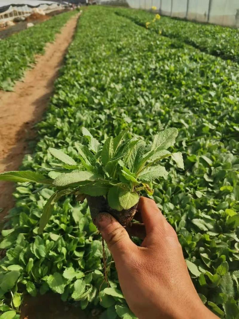 林荫鼠尾草优质鼠尾草自家基地大量有货支持实地看货