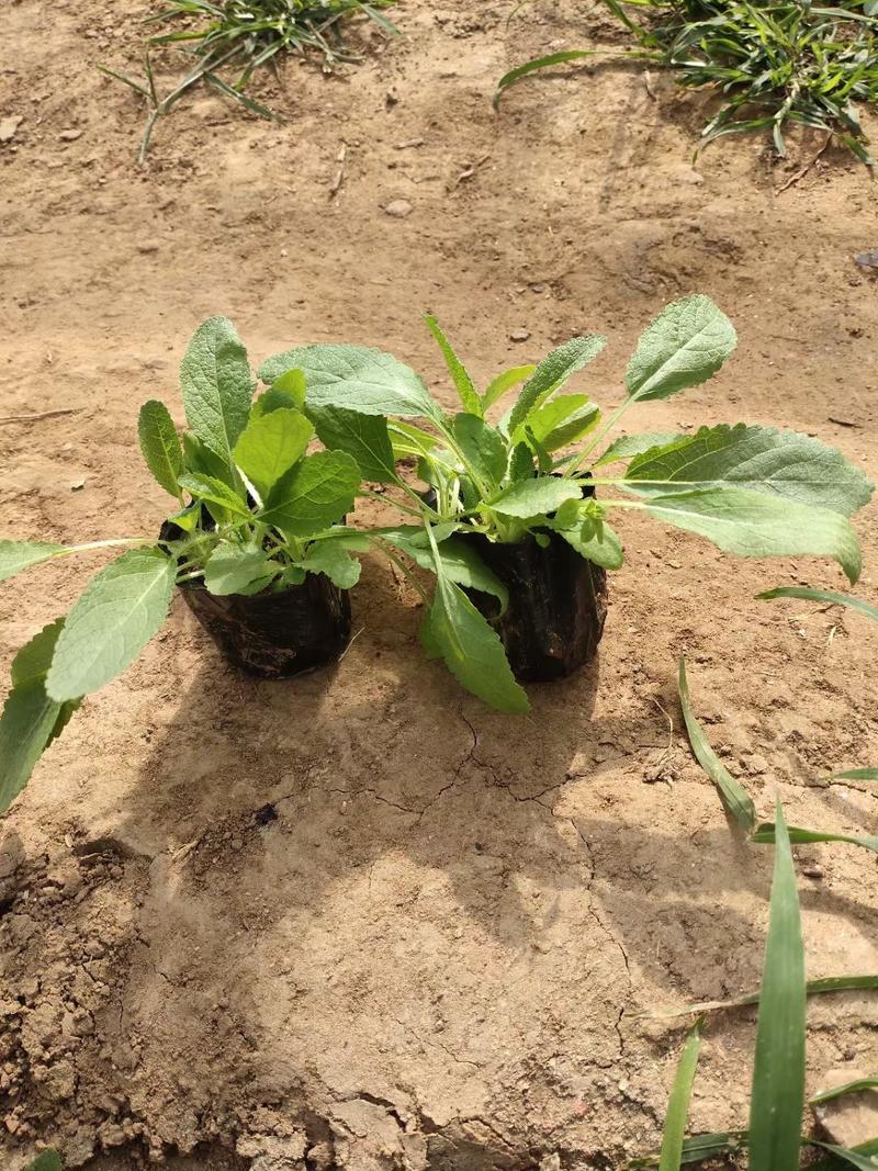 林荫鼠尾草优质鼠尾草自家基地大量有货支持实地看货