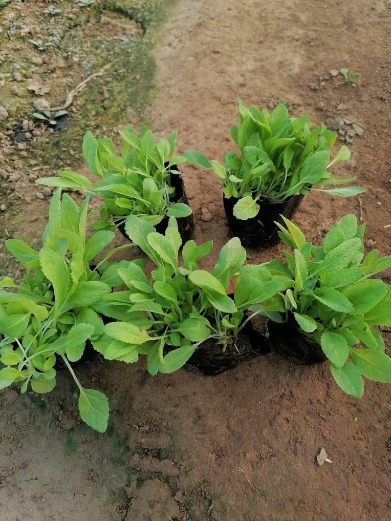 林荫鼠尾草优质鼠尾草自家基地大量有货支持实地看货