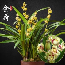 建兰金荷，花香，小花，荷瓣型，花期，7-11月