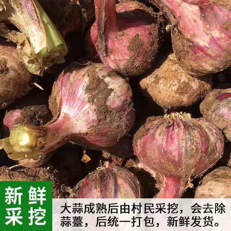 一件代发云南25年鲜大蒜红皮蒜紫皮蒜红皮蒜3/5/10斤