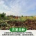 一件代发云南25年鲜大蒜红皮蒜紫皮蒜红皮蒜3/5/10斤