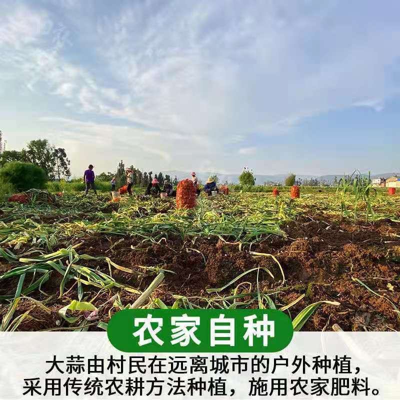 一件代发云南25年鲜大蒜红皮蒜紫皮蒜红皮蒜3/5/10斤