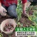 一件代发云南25年鲜大蒜红皮蒜紫皮蒜红皮蒜3/5/10斤