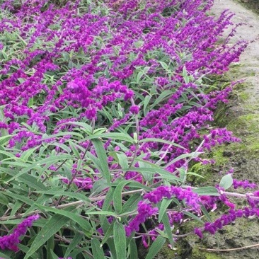 墨西哥鼠尾草优质鼠尾草大量有货自家基地支持实地看货