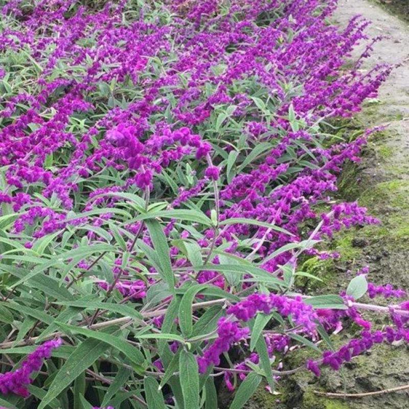 墨西哥鼠尾草优质鼠尾草大量有货自家基地支持实地看货