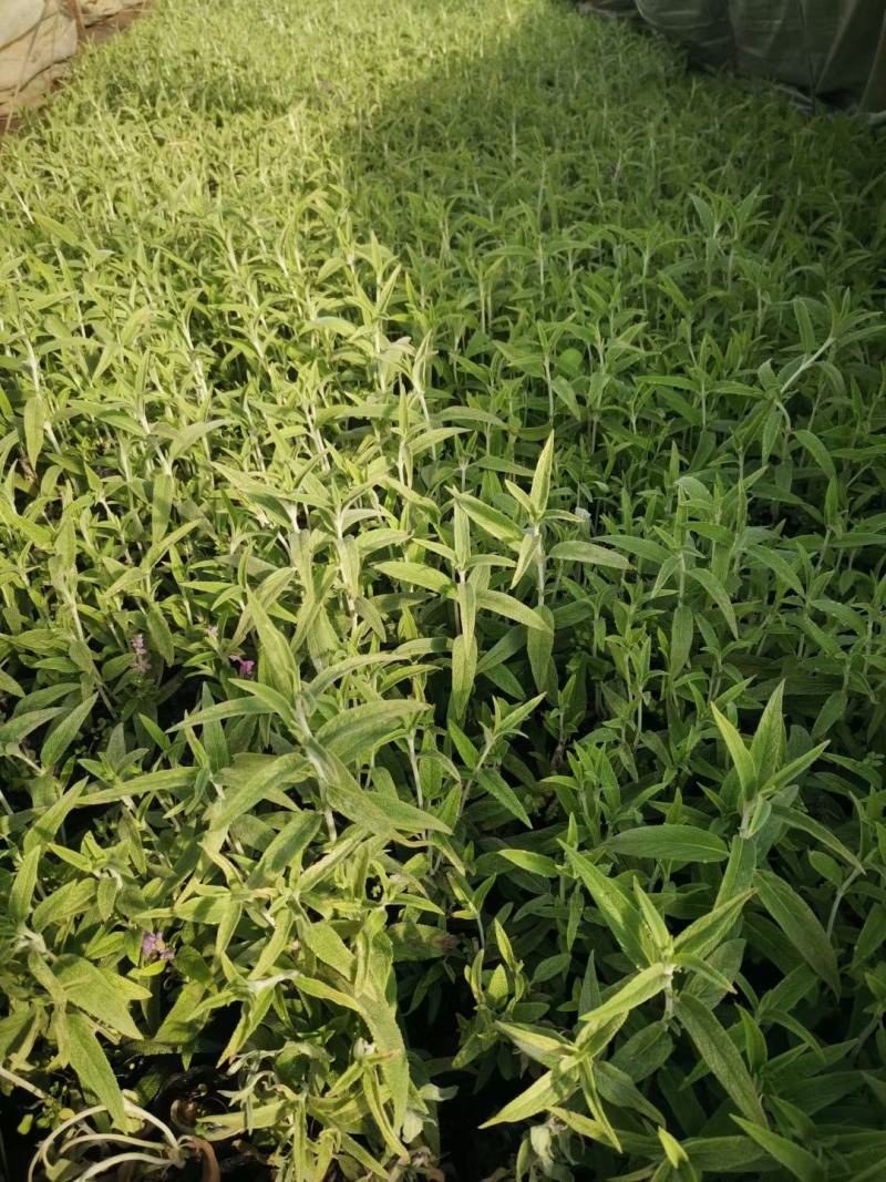 墨西哥鼠尾草优质鼠尾草大量有货自家基地支持实地看货