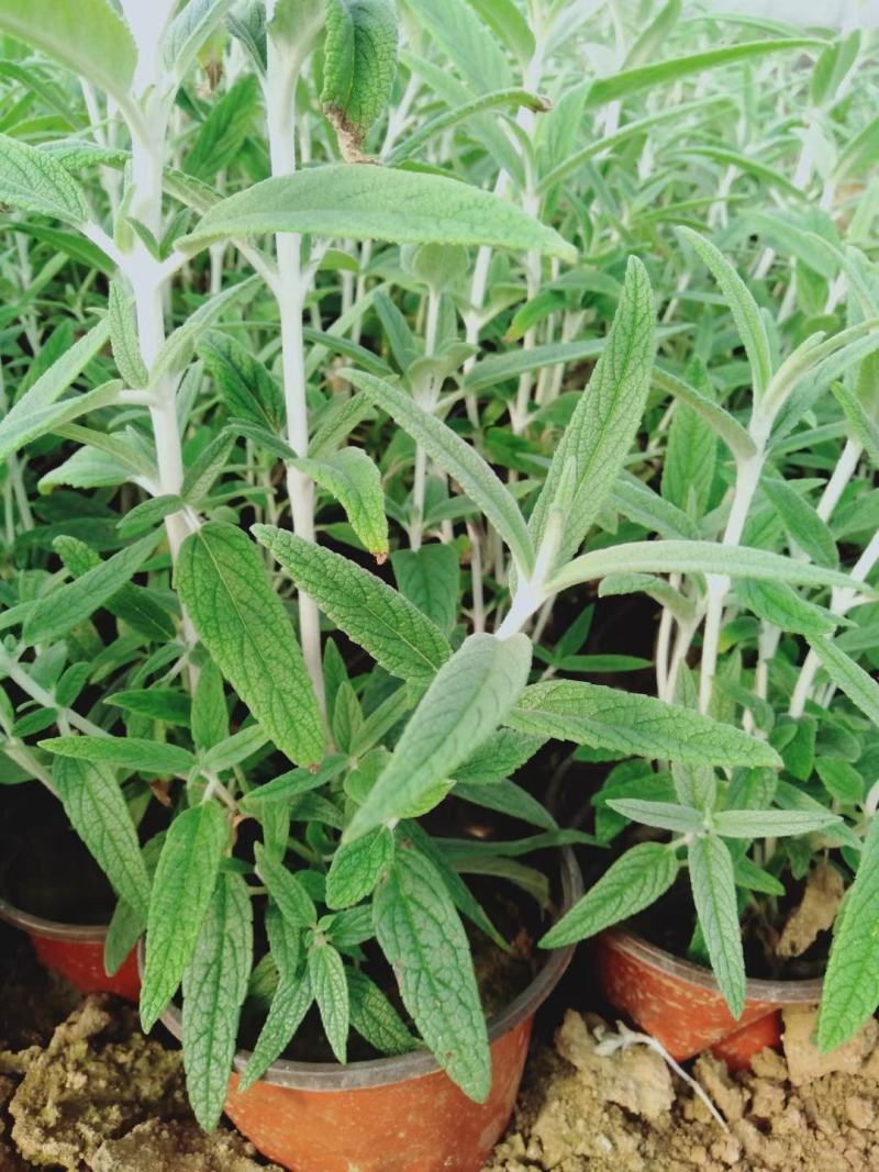 墨西哥鼠尾草优质鼠尾草大量有货自家基地支持实地看货