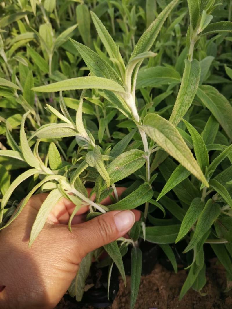 墨西哥鼠尾草优质鼠尾草大量有货自家基地支持实地看货