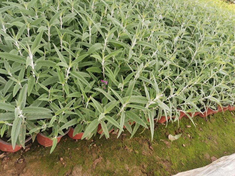 墨西哥鼠尾草优质鼠尾草大量有货自家基地支持实地看货
