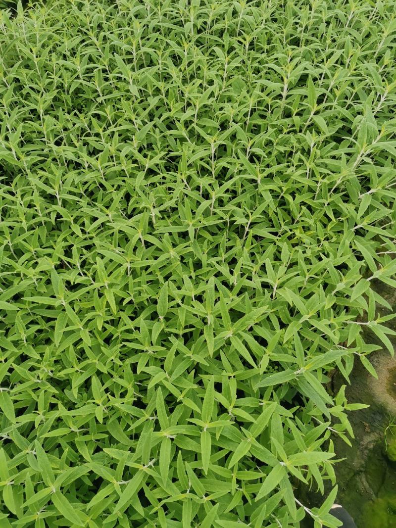 墨西哥鼠尾草优质鼠尾草大量有货自家基地支持实地看货