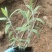 墨西哥鼠尾草优质鼠尾草大量有货自家基地支持实地看货