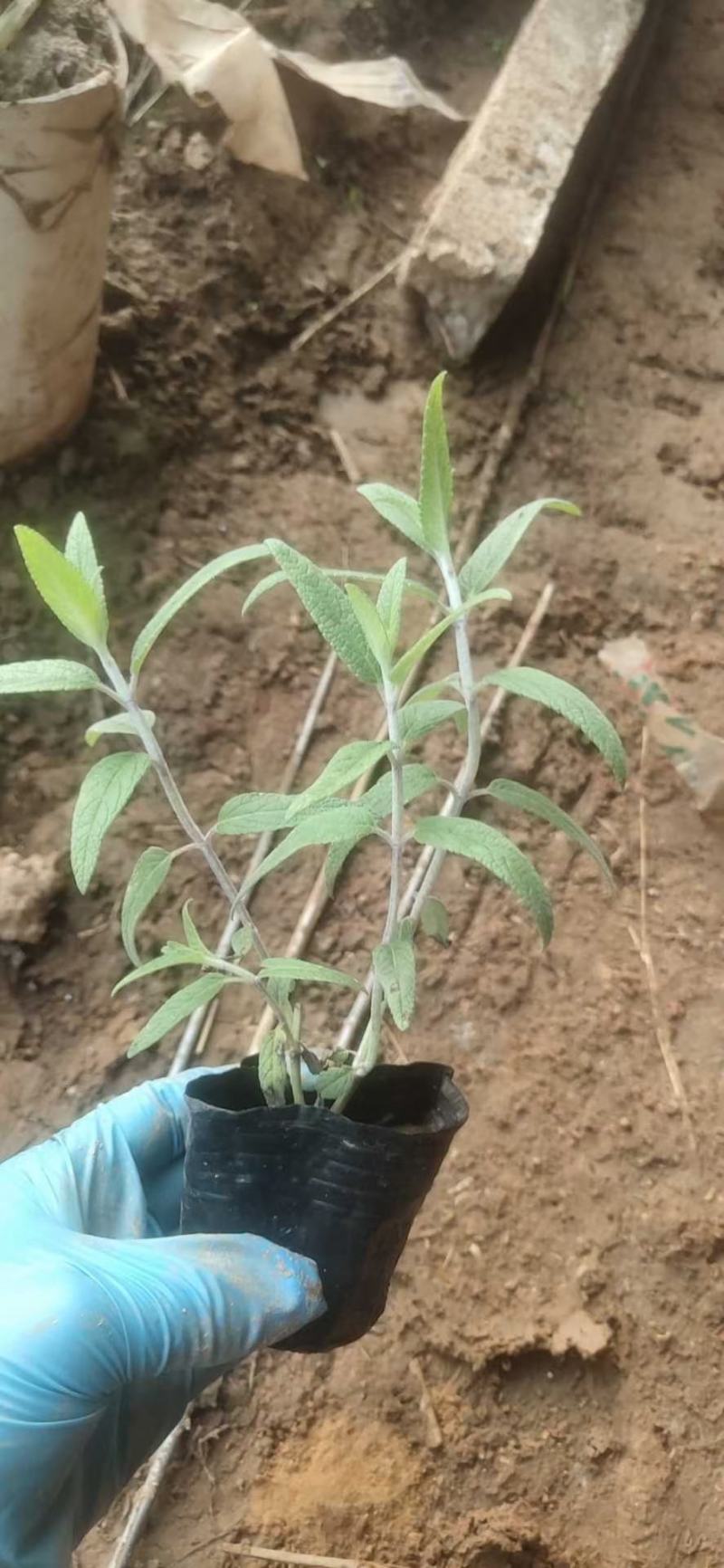 墨西哥鼠尾草优质鼠尾草大量有货自家基地支持实地看货