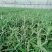 墨西哥鼠尾草优质鼠尾草大量有货自家基地支持实地看货