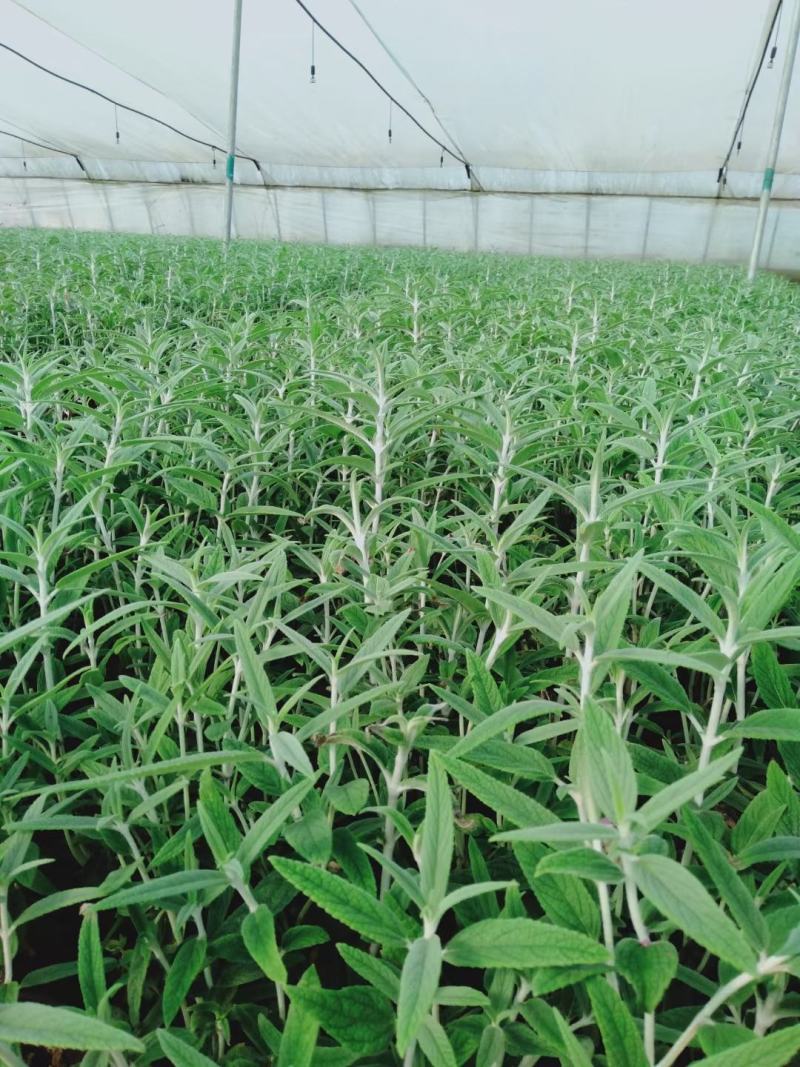 墨西哥鼠尾草优质鼠尾草大量有货自家基地支持实地看货