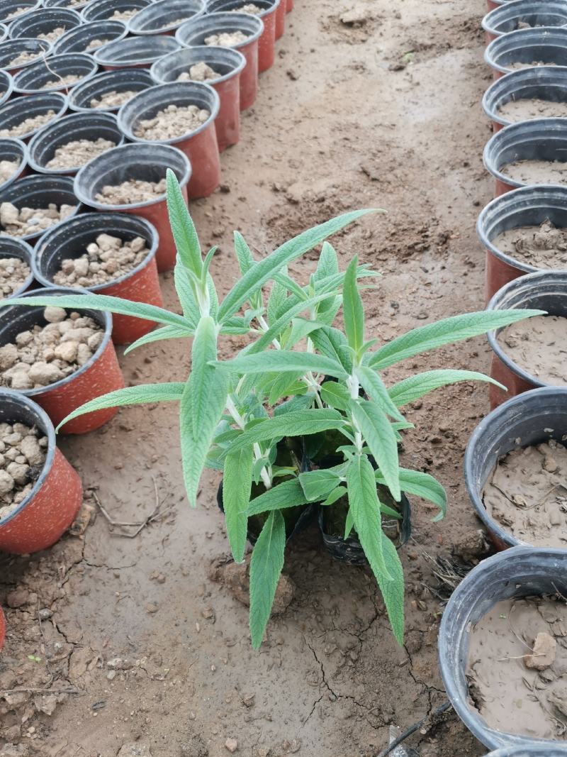 墨西哥鼠尾草优质鼠尾草大量有货自家基地支持实地看货