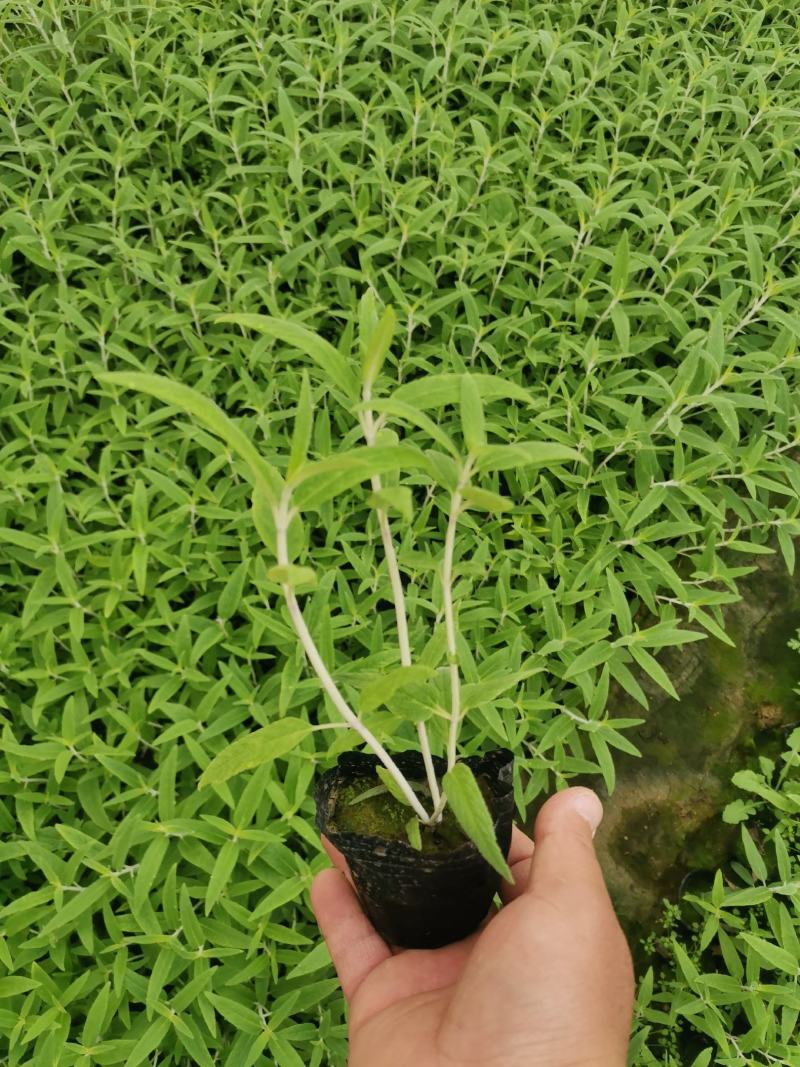 墨西哥鼠尾草优质鼠尾草大量有货自家基地支持实地看货