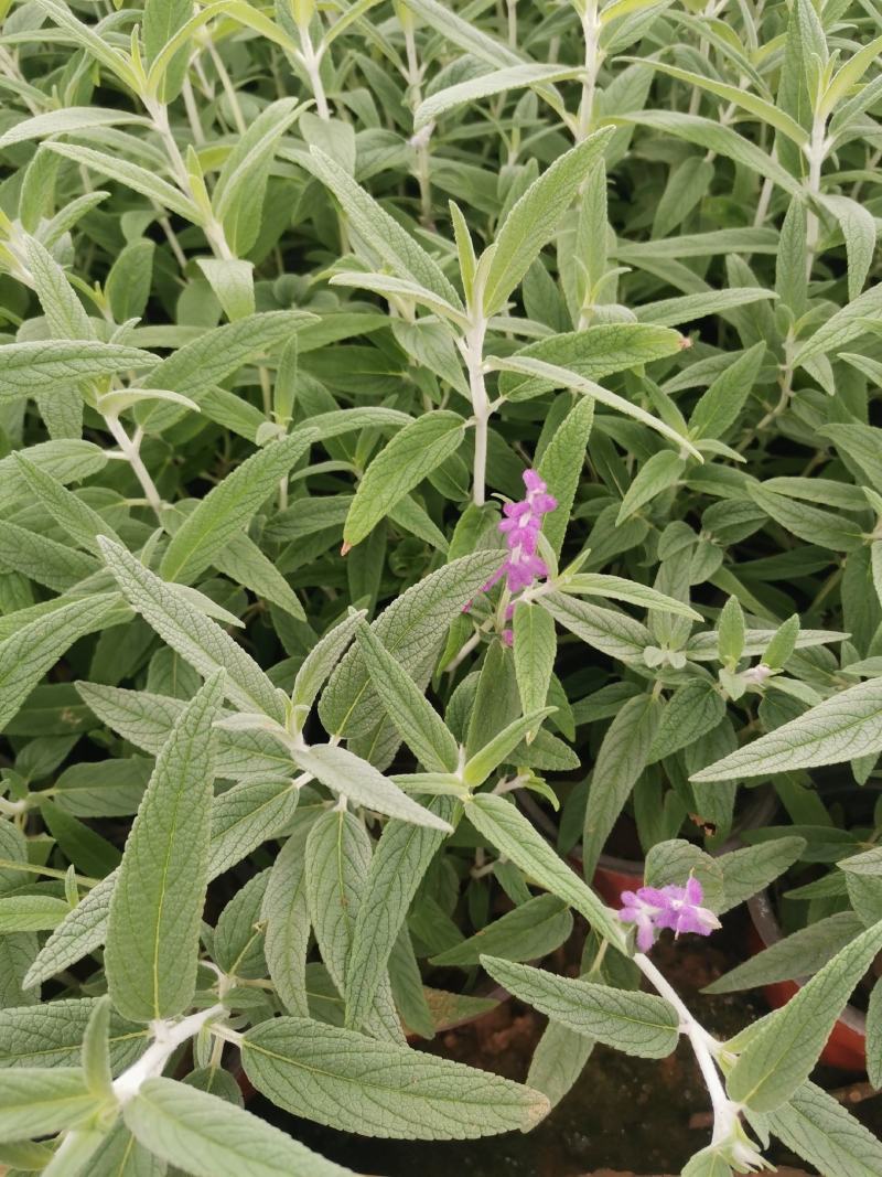 墨西哥鼠尾草优质鼠尾草大量有货自家基地支持实地看货