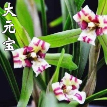 春兰大元宝，小草大花，蝶瓣花，春兰老品种，花苞随机，